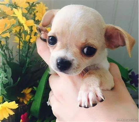 cuccioli di chihuahua