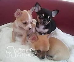 cuccioletto di pincher chihuahua