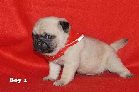 disponiamo cucciolo di carlino 