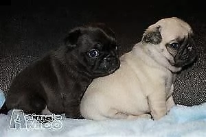 cuccioletto di carlino