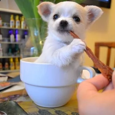 cucciolo chihuahua toy 