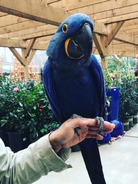 allevamento di pappagalli parlanti (ara giacinto) | Foto 0