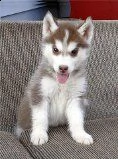 cuccioli di siberian husky