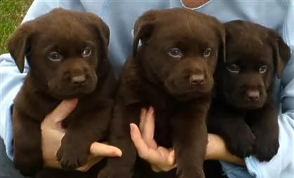 disponibili cuccioli di labrador | Foto 0