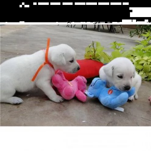 disponibili cuccioli di labrador