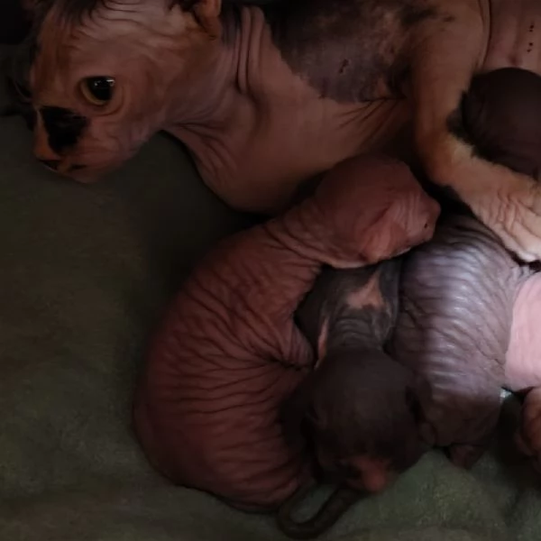 Sphynx cuccioli