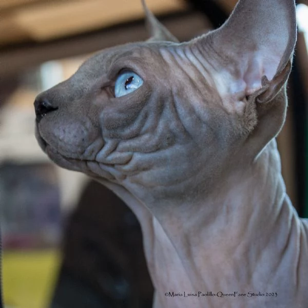 Sphynx cuccioli | Foto 3