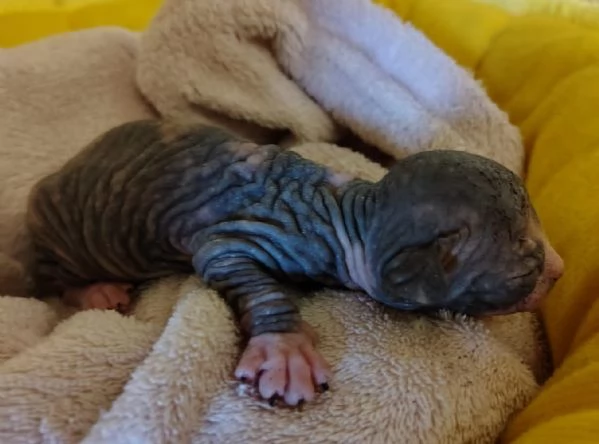 Sphynx cuccioli | Foto 2