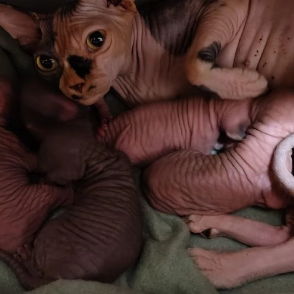 Sphynx cuccioli | Foto 1