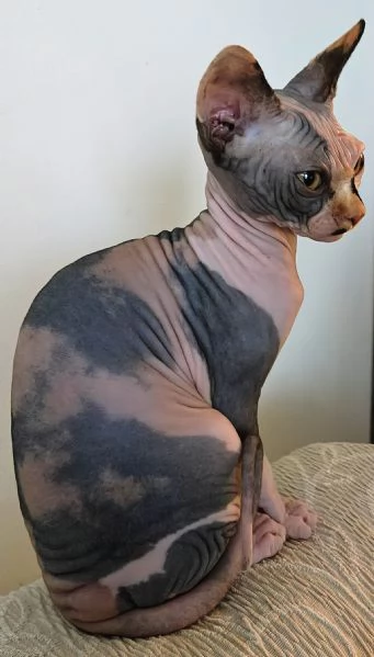 Sphynx cuccioli | Foto 0