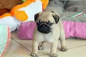 cucciolo di carlino dolcissimo velocissimo 