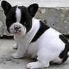 disponiamo cucciolo di bull dog francese perfettissimo inteligentissimo
