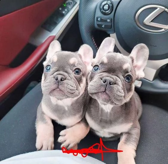 meravigliosi cuccioli bouledogue francese exotico