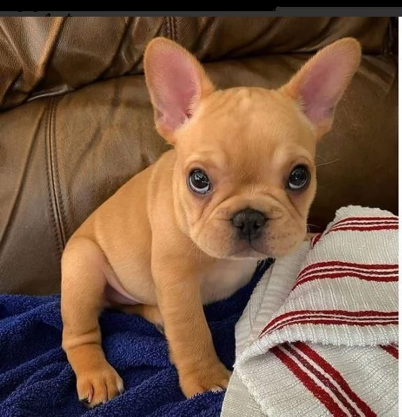 cuccioli splendidi bouledogue francese
