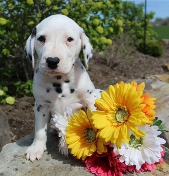 adorabili cuccioli di dalmata messi in adozione