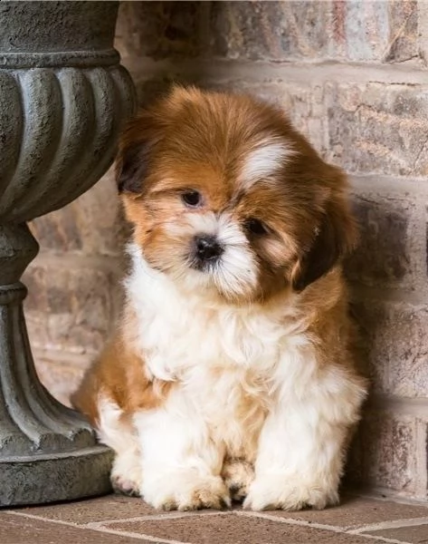 shih tzu gli animali domestici hanno avuto una bellissima cucciolata di bellissimi cuccioli bianchi 
