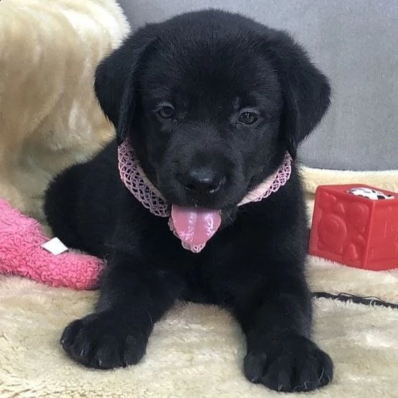 simpatici cuccioli di labrador retriever in adozione | Foto 0