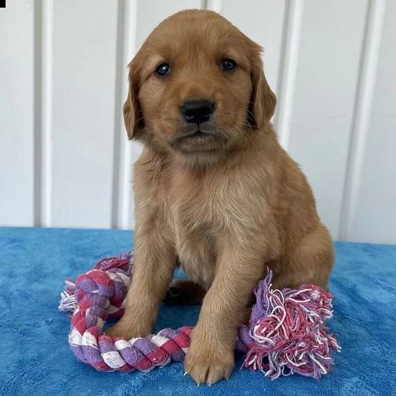 disponibili cuccioli di golden retriever maschi e femmine