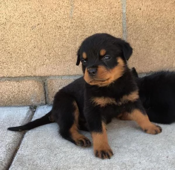 adozione di cuccioli di rotweiller maschi e femmine di great celibrety.