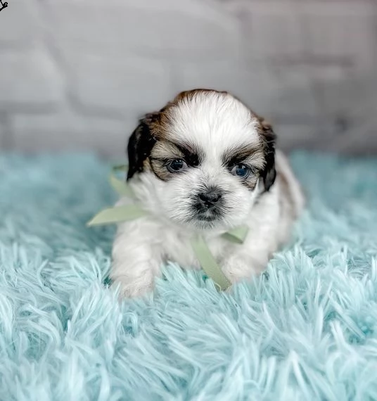 shih tzus dall'aspetto carino! 