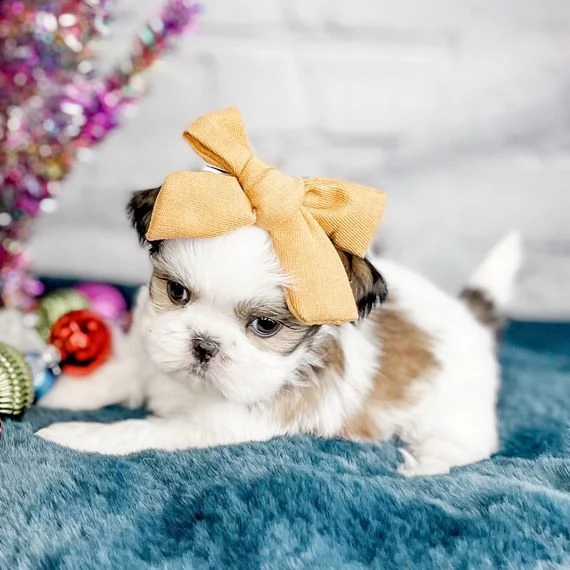sono felice che tu ti sia incontrato prima di natale! 