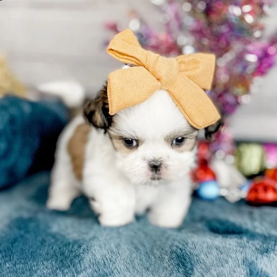 ehi io sono un bambino shih tzu!