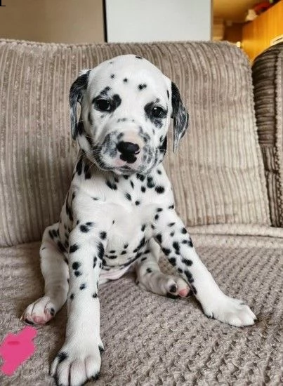 cuccioli dalmata di 90gg
