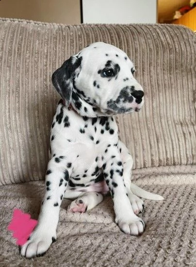 cuccioli bellissimi dalmata con due vaccini