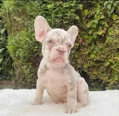 creme cuccioli bouledogue francese | Foto 1