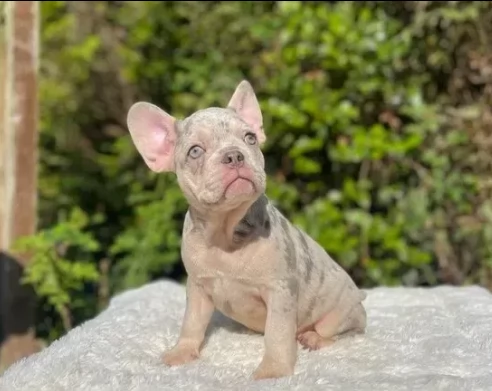 creme cuccioli bouledogue francese | Foto 0