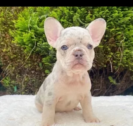 creme cuccioli bouledogue francese