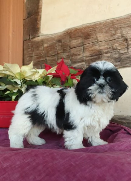 cuccioli di shih tzu | Foto 2