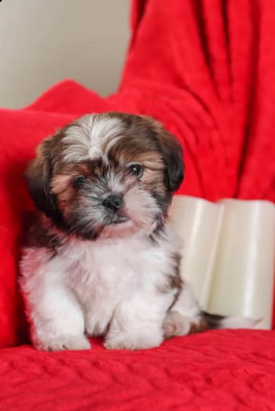 cuccioli di shih tzu | Foto 1