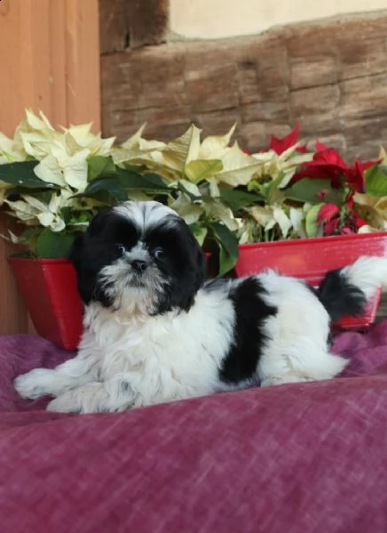 cuccioli di shih tzu | Foto 0