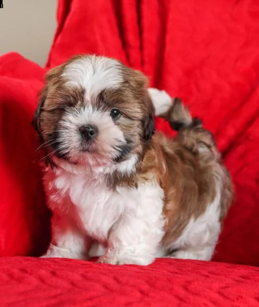 cuccioli di shih tzu