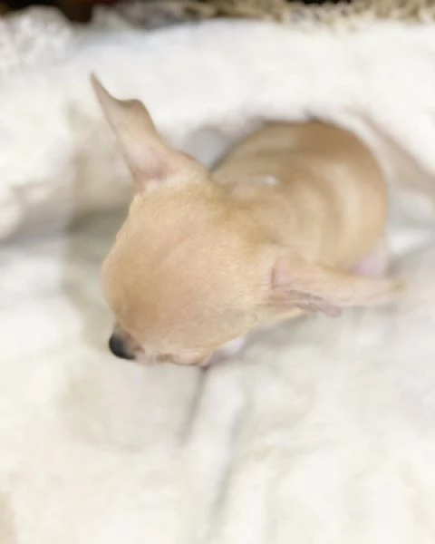 cuccioli di chihuahua giocherelloni