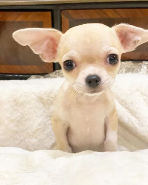 regalo di natale chihuahua