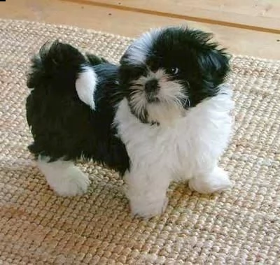   regalo shih-tzu  toy | Foto 0