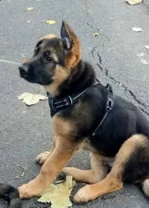 cuccioli pastore tedesco sani cuccioli