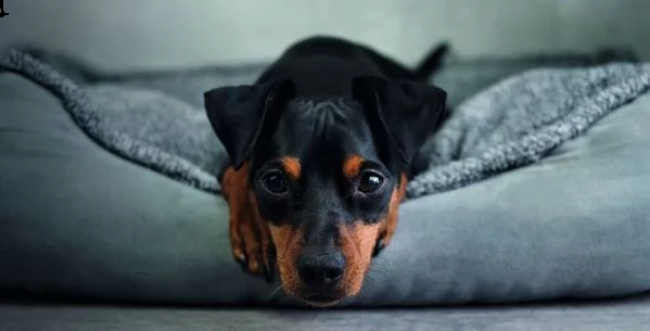  regalo cuccioli di pinscher