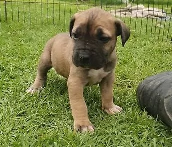  regalo boxer | Foto 0