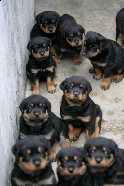 cuccioli rottweiler
