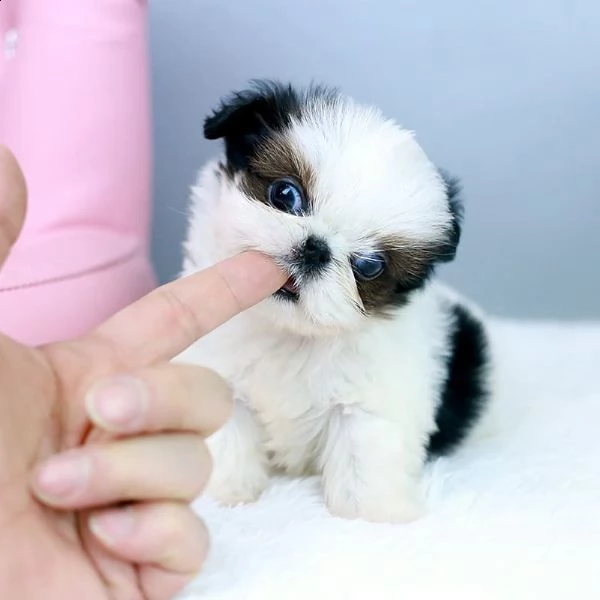 bellissimi cuccioli imperiali di shih tzu per l'adozione