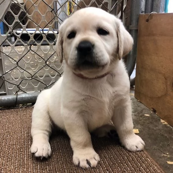 simpatici cuccioli di labrador retriever in adozione