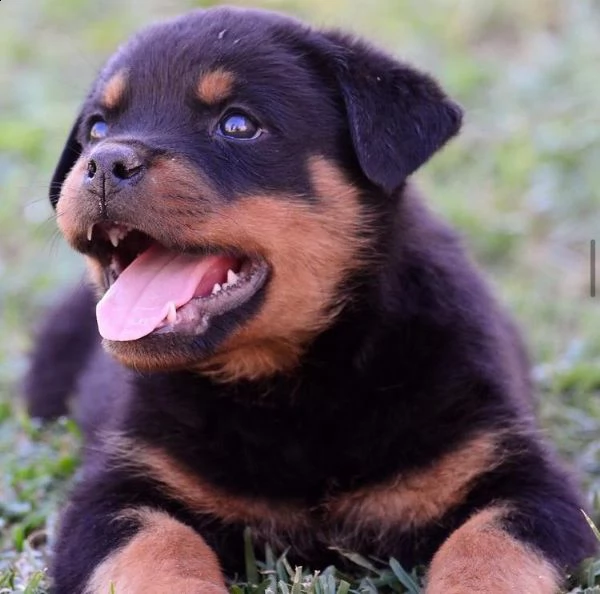 adozione di cuccioli di rotweiller maschi e femmine di great celibrety.