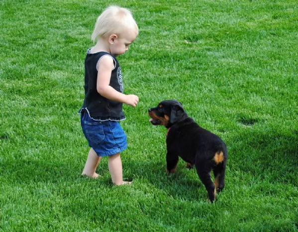 rgalo cuccioli di rottweiler.