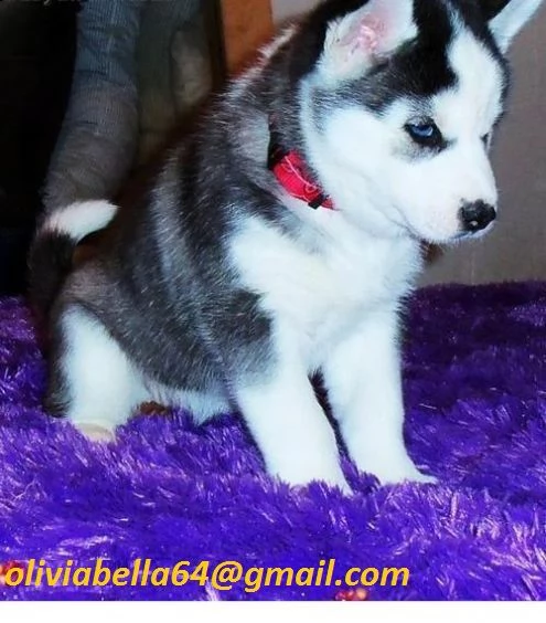 regalo cuccioli di siberian husky
