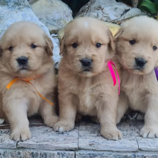 molto urgente !!! regalo golden retriever cuccioli belli e simpatici. maschio e femmina pronti per u