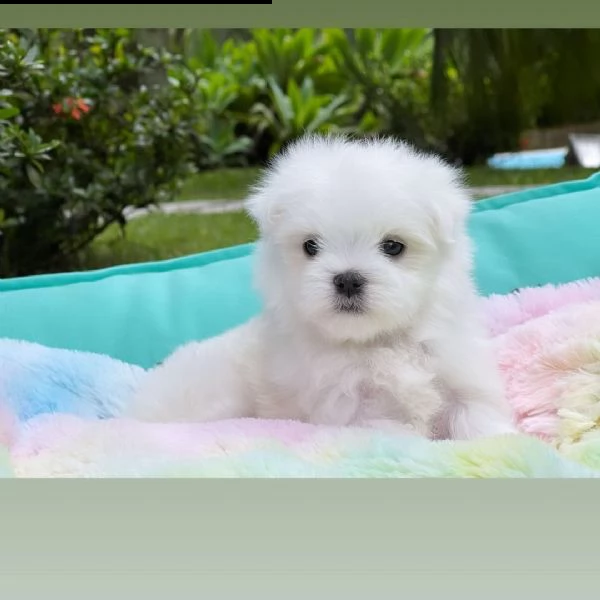 regalo cuccioli di razza maltese consegna con il libretto sanitario,  il michrochip, vaccinati e sve