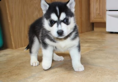 regalo cuccioli siberian husky  maschio e femmina per natale